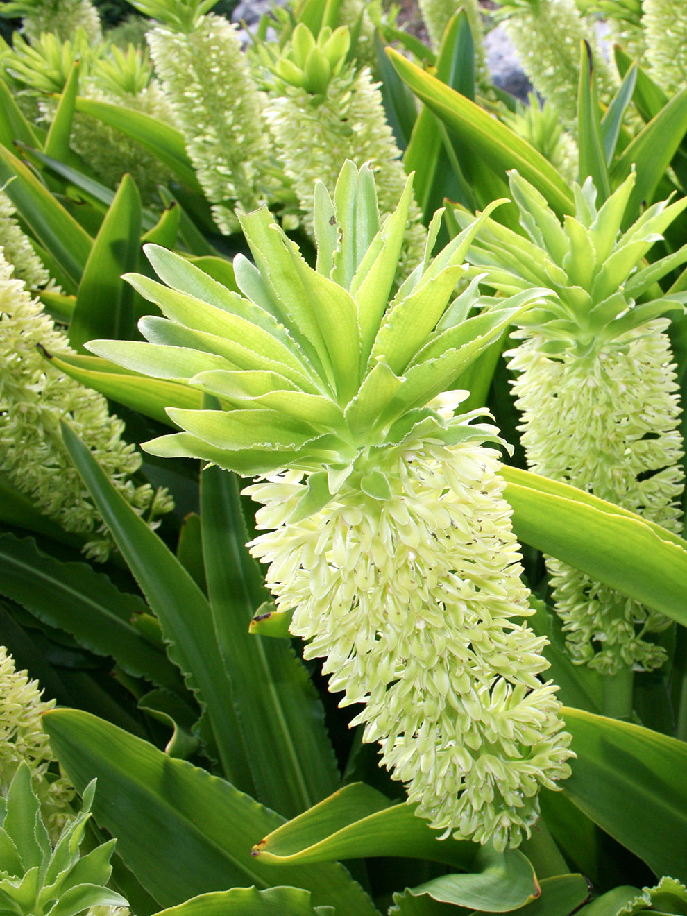 pineapple plant bulb Eucomis Autumnalis White (Pineapple Lily)