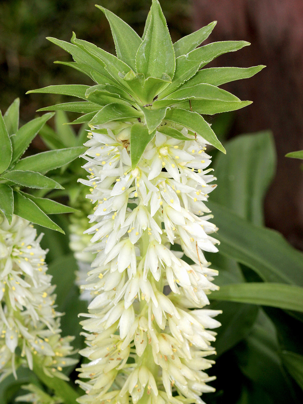pineapple flower plant images Eucomis Autumnalis White (Pineapple Lily)