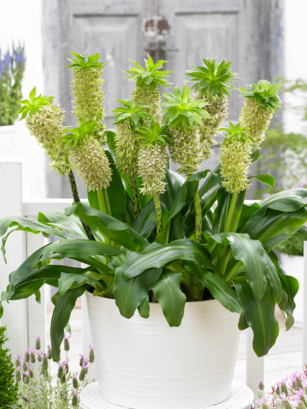 plant pineapple lily bulbs 1 bulb