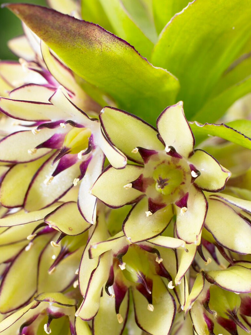 Eucomis Bicolor Pineapple Lily DutchGrown eucomis-bicolor-pineapple-lily-dutchgrown