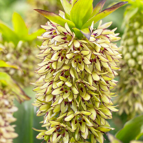 Eucomis	Bicolor (Pineapple Lily)