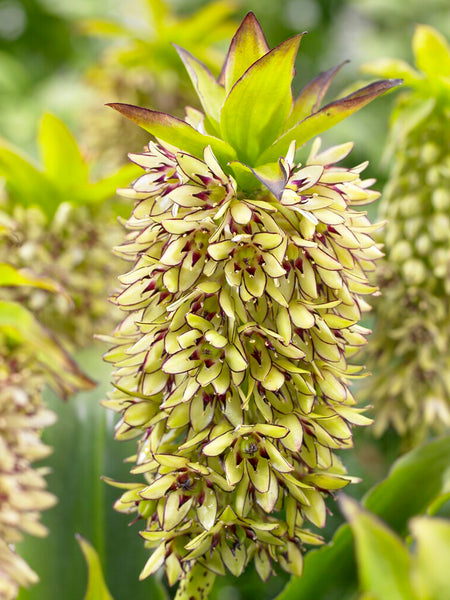 pineapple flower plant images 1 bulb