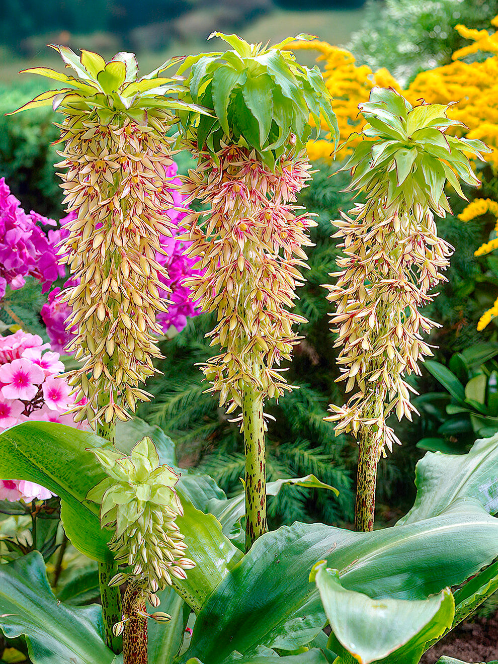 eucomis pineapple plant Eucomis Bicolor (Pineapple Lily)