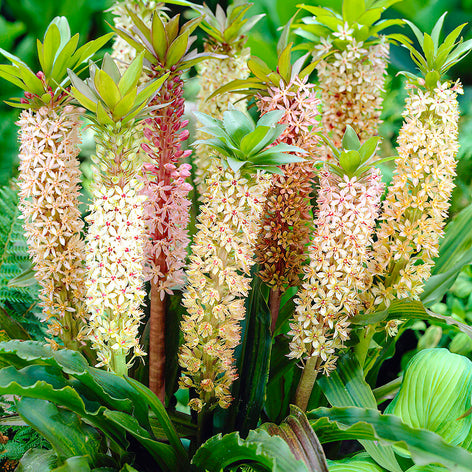 Eucomis (Pineapple Lily) Eucomis Comosa Giant Mix (Pineapple Lily)