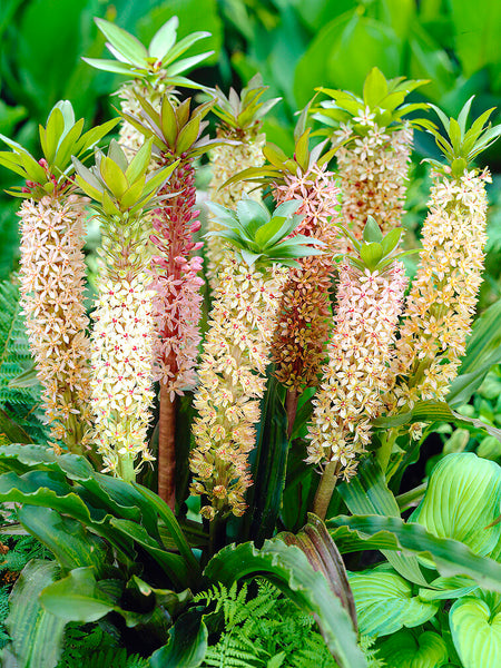 which tropical plant has a flower similar to a lily Eucomis Comosa Giant Mix (Pineapple Lily)
