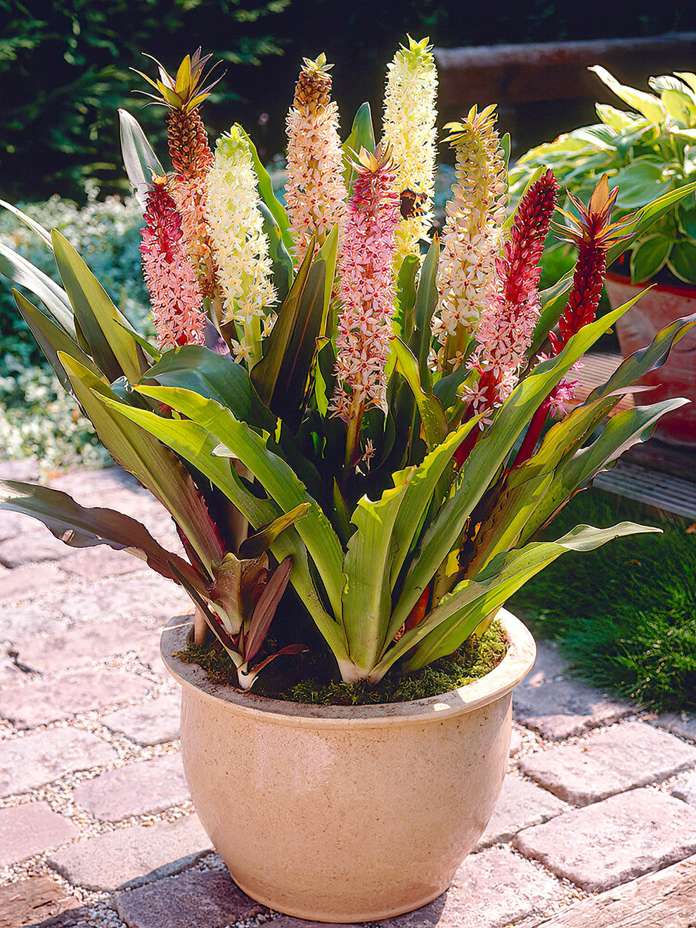 eucomis pineapple plant Eucomis Comosa Giant Mix (Pineapple Lily)