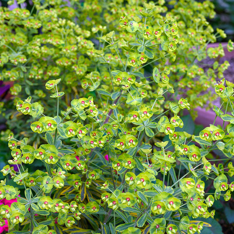 Euphorbia martinii Ascot Rainbow (Spurge)