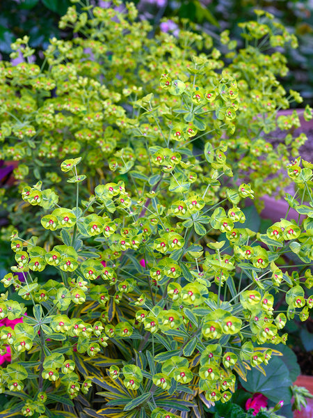 Euphorbia martinii Ascot Rainbow (Spurge)