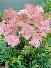 Filipendula Venusta (Queen of the Prairie)