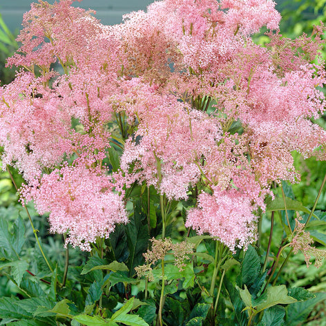 Filipendula (Meadowsweet) Filipendula Venusta