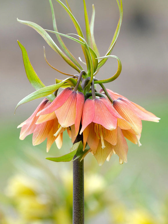 Fritillaria Early Fantasy - Crown Imperial