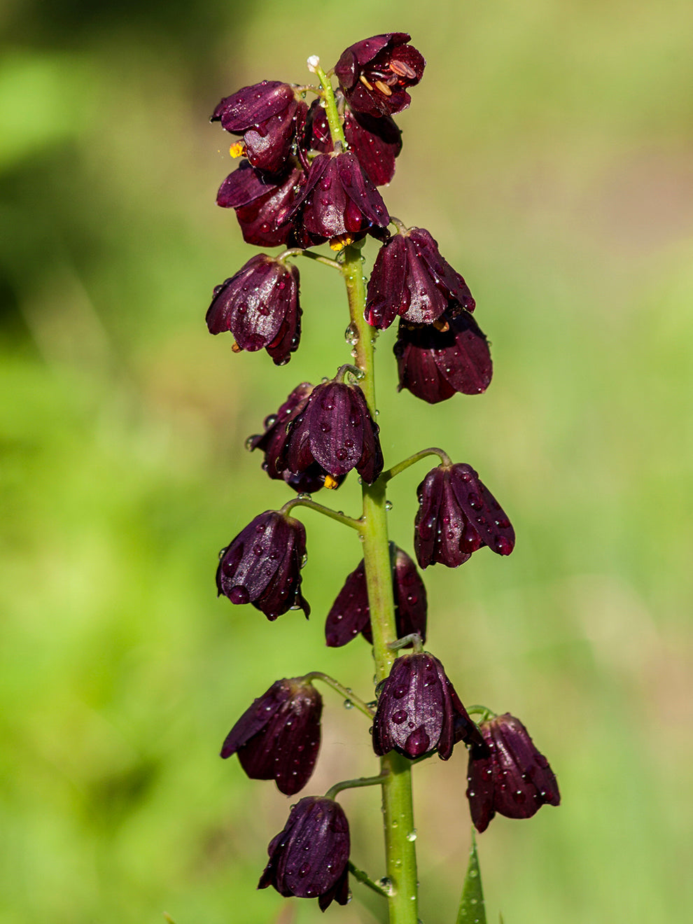 persian lily flower Fritillaria Persica Purple Dynamite Bulb, Purple - 1 Bulb
