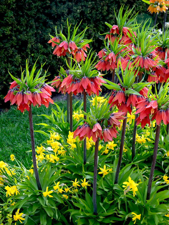 Fritillaria Red Beauty - Crown Imperial