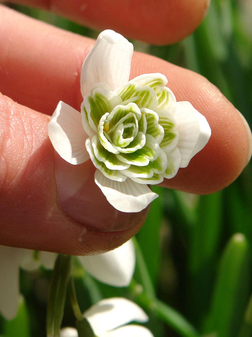 Galanthus Nivalis Flore Pleno, the double-flowered Snowdrop