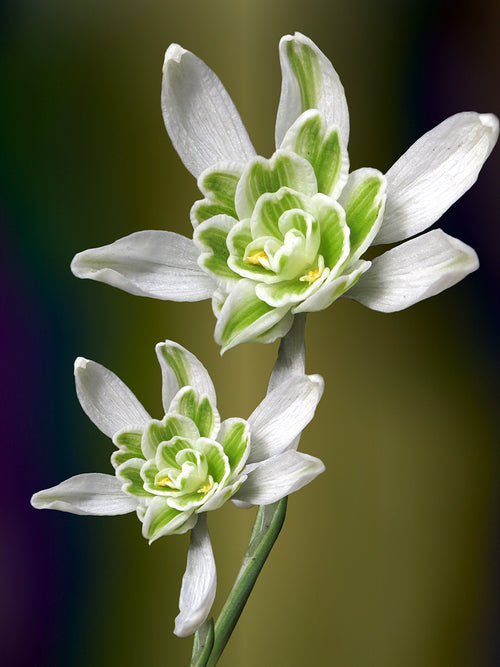 Galanthus Nivalis Flore Pleno, the double-flowered Snowdrop