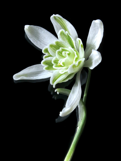 Galanthus Nivalis Flore Pleno, the double-flowered Snowdrop