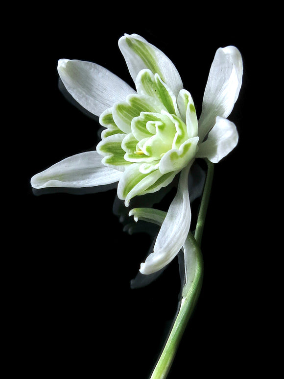 Galanthus Nivalis Flore Pleno, the double-flowered Snowdrop