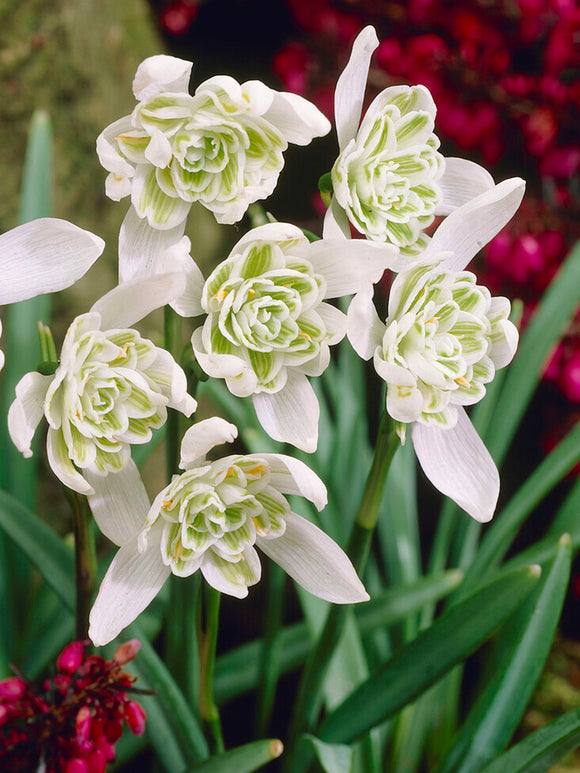 Galanthus Nivalis Flore Pleno, the double-flowered Snowdrop