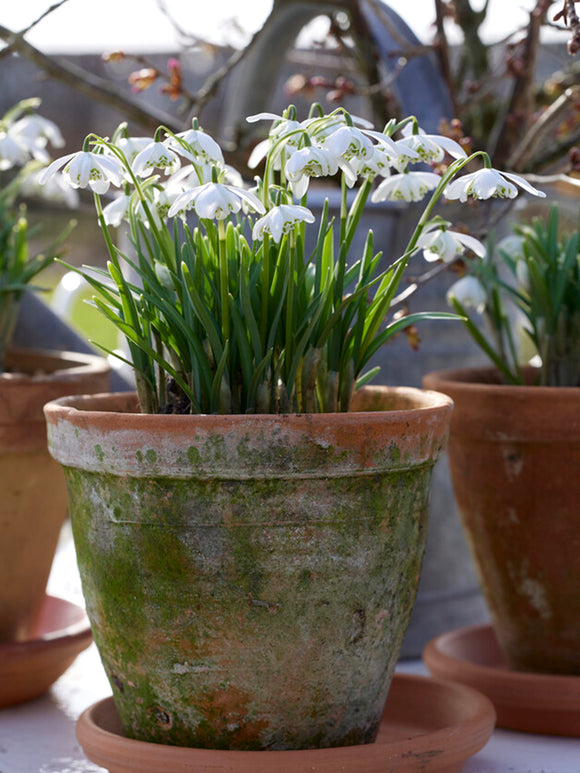 Galanthus Nivalis Flore Pleno, the double-flowered Snowdrop