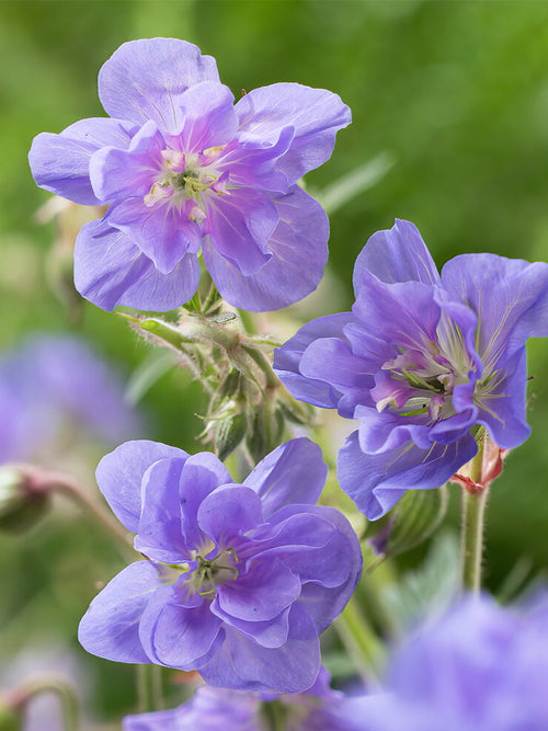 Geranium Azure Skies