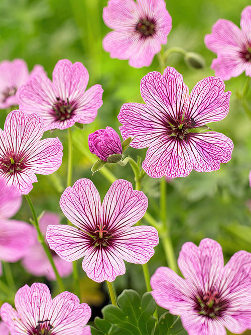 Geranium Cinereum Ballerina, Pink Stripped Geraniums for Spring PlantingGeranium Cinereum Ballerina