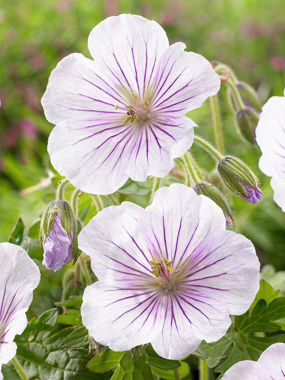 Geranium Derrick Cook