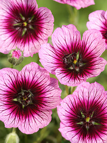 Geranium Jolly Jewel Violet