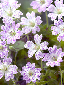 Geranium Katherine Adele