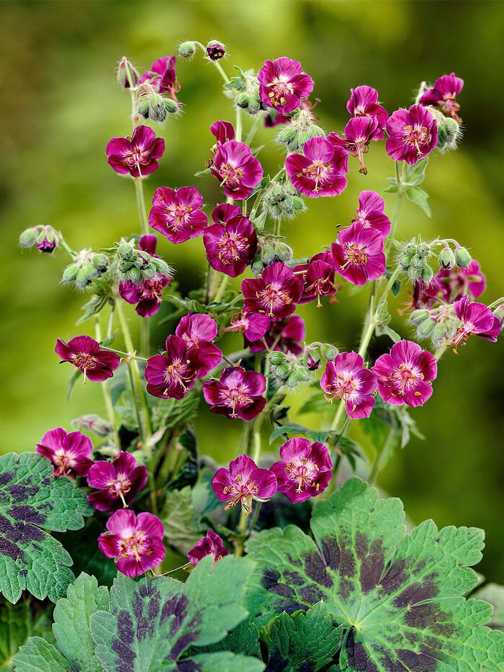 Geranium Samobor | Order online at DutchGrown™