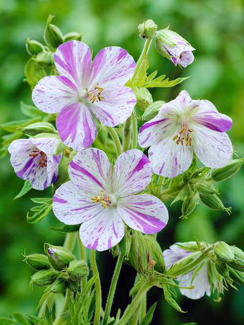 Geranium Splish Splash