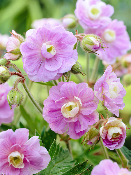 geranium summer skies seeds 1 Bare Root