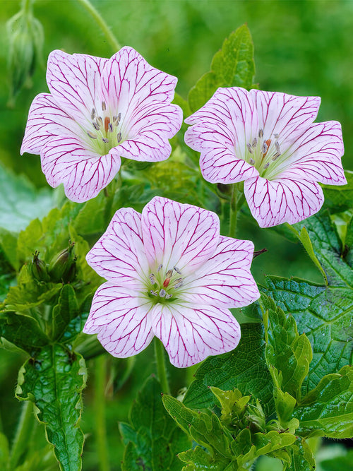 Geranium Walters' Gift