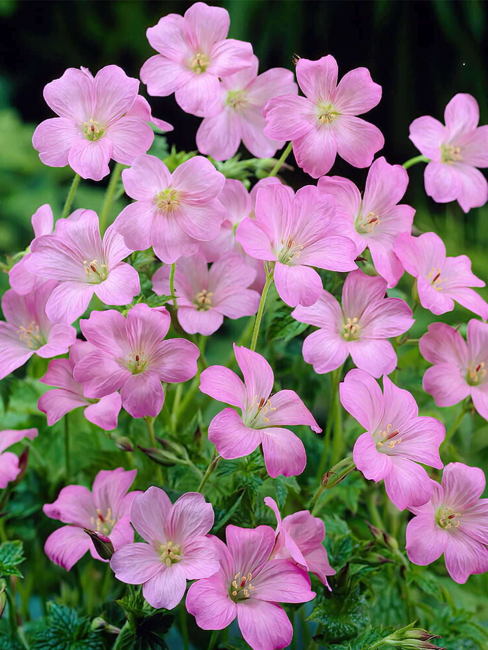 Pink Geranium Plant
