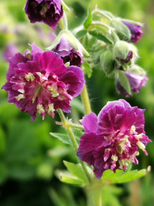 Geranium phaeum Joseph Green