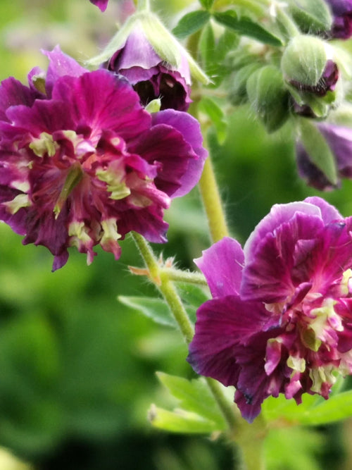 Geranium phaeum Joseph Green