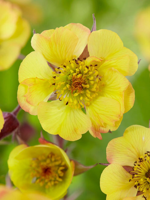 Buy Geum Tequila Sunrise Bare Roots for Spring Planting
