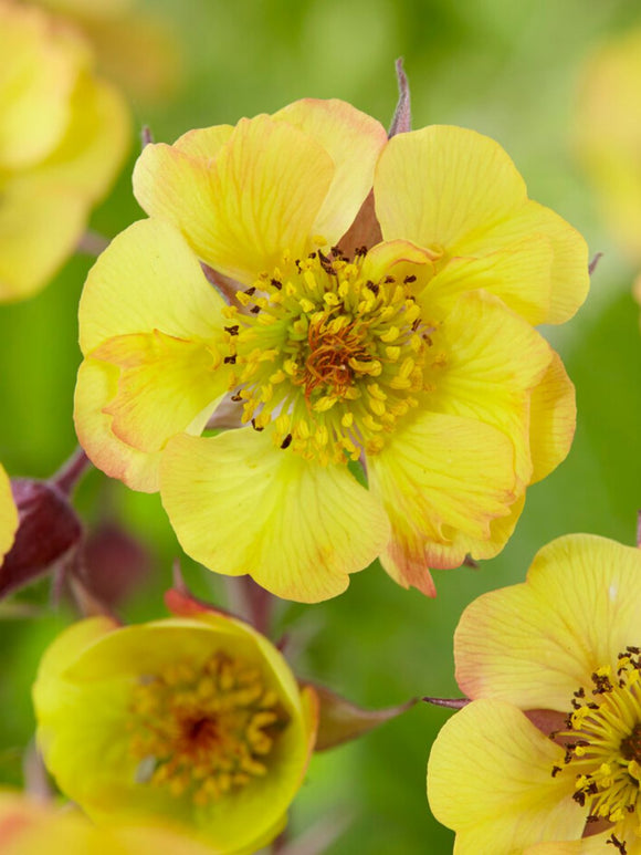 Buy Geum Tequila Sunrise Bare Roots for Spring Planting
