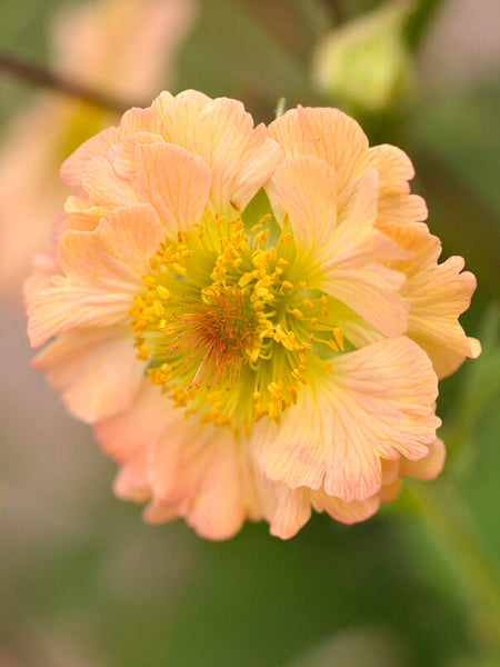 Geum_Totally_Tangerine-