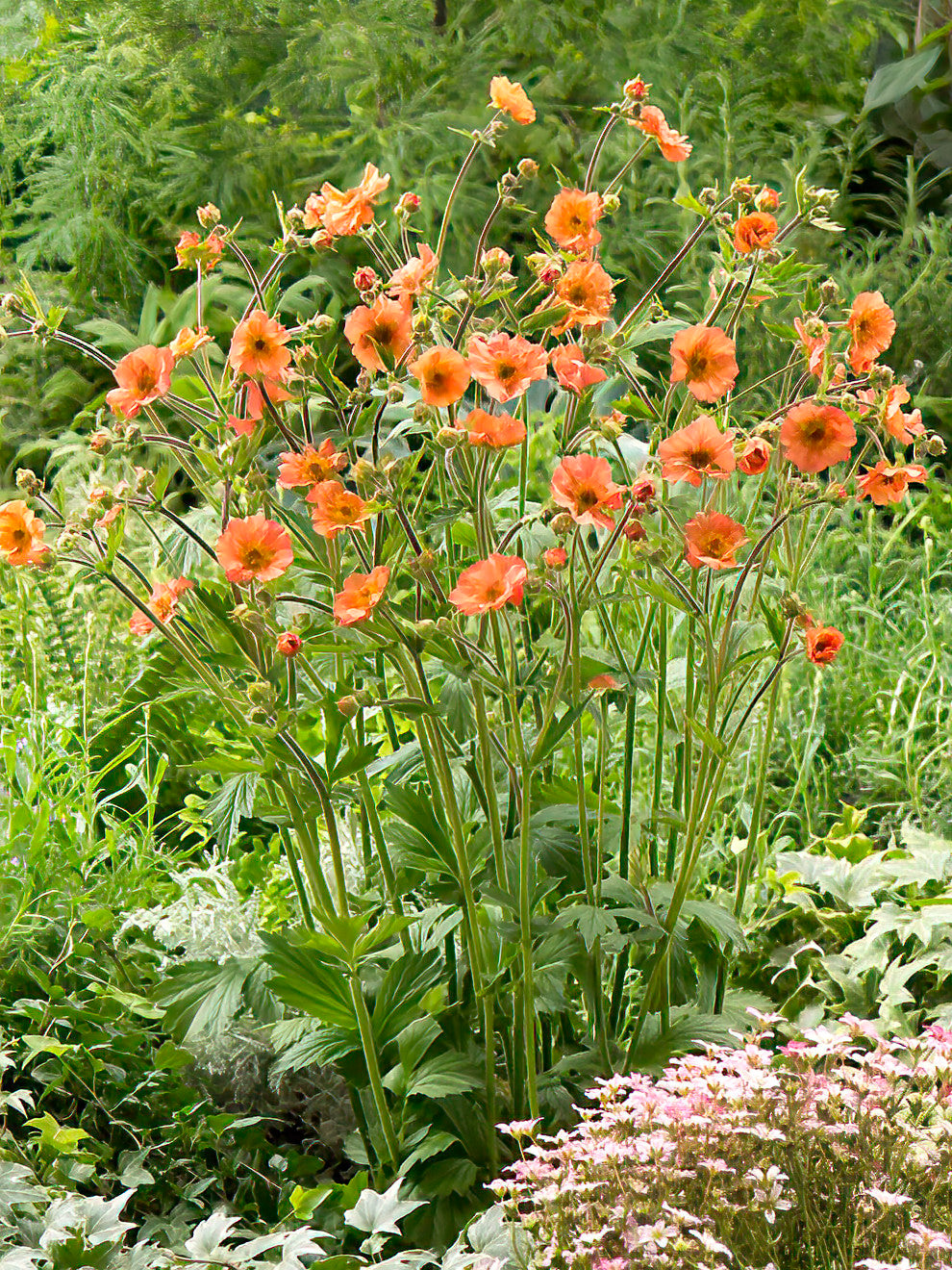 Geum Totally Tangerine Order Online At DutchGrown Geum Totally Tangerine Order Online At DutchGrown