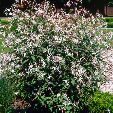 Gillenia trifoliata, commonly known as Bowman's Root or Indian Physic