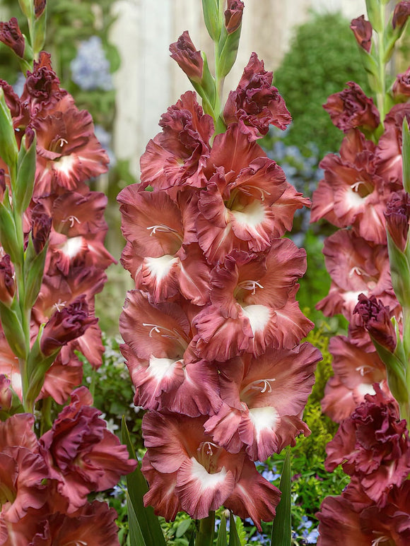 Gladiolus Bulbs Cappucino