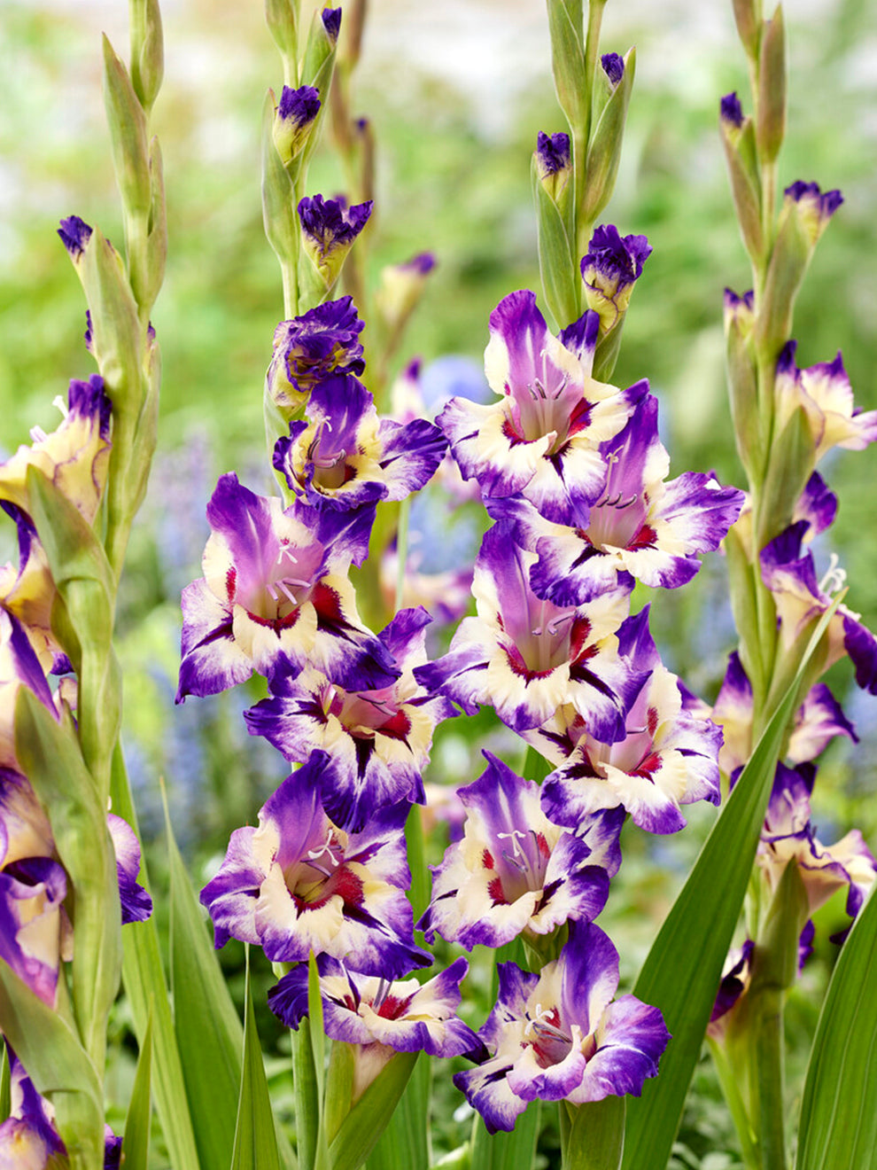 Gladiolus Circus Color Order online at DutchGrown™