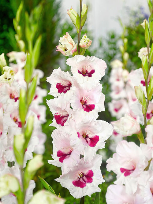 Gladiolus Fiorentina