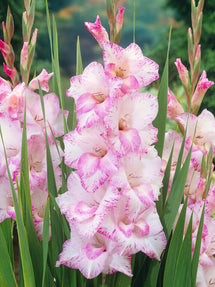 Gladiolus My Love