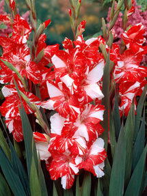 Gladiolus Zizanie