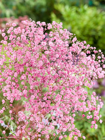 Gypsophila paniculata Rose (Pink Baby's Breath)