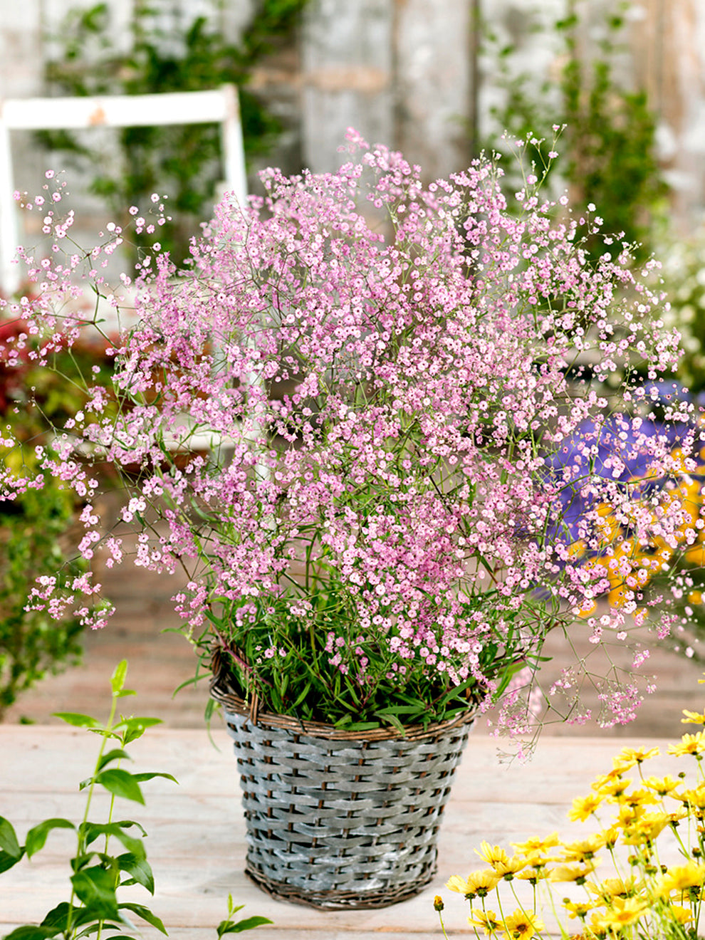 Pink Fairy Baby's Breath (Gypsophila paniculata 'Pink Fairy') in