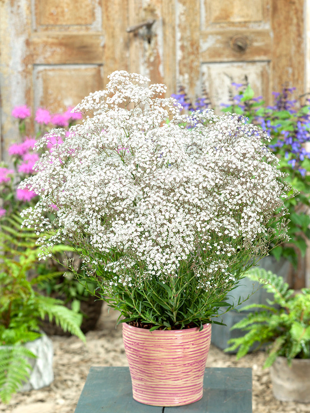 Baby's Breath (White)