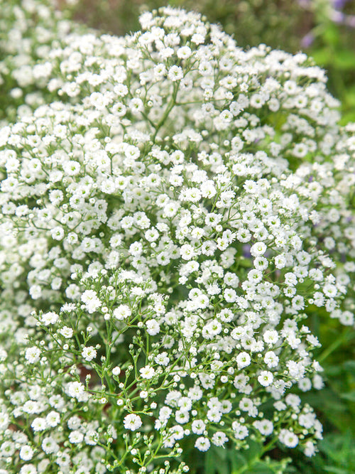 Gypsophila paniculata White