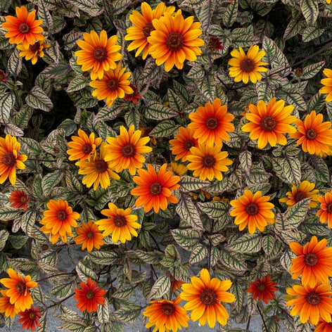 Heliopsis (False Sunflower) Heliopsis Orange Marble (Sweet Smooth Oxeye)